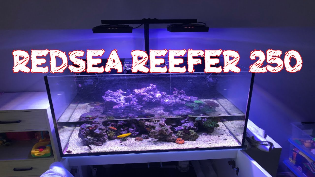 Red Sea Reefer 250 Caribsea Life Rock Shapes 40 Lbs Complete Rescape Youtube Red Sea Reefer 250 Caribsea Life Rock Shapes 40 Lbs Complete Rescape Youtube