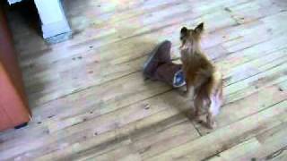 Chico Crazy Dog chico.AVI