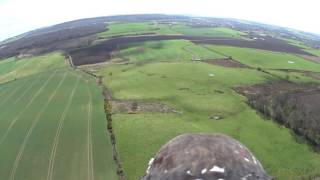 Download Lagu Black Chested Buzzard Eagle captures fantastic footage from on board video camera. MP3