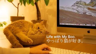 Life with cats changes so much / exoticshorthair