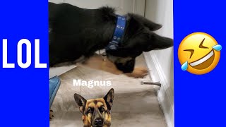 GERMAN SHEPHERD PUPPY VS DOOR STOPPER