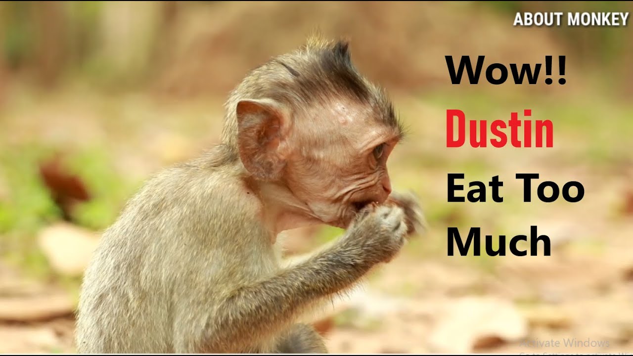 Poor Baby Monkey Dustin Get Warm From Sister Piper And He Eat Too Much, Orphanage Baby Monkey Dustin