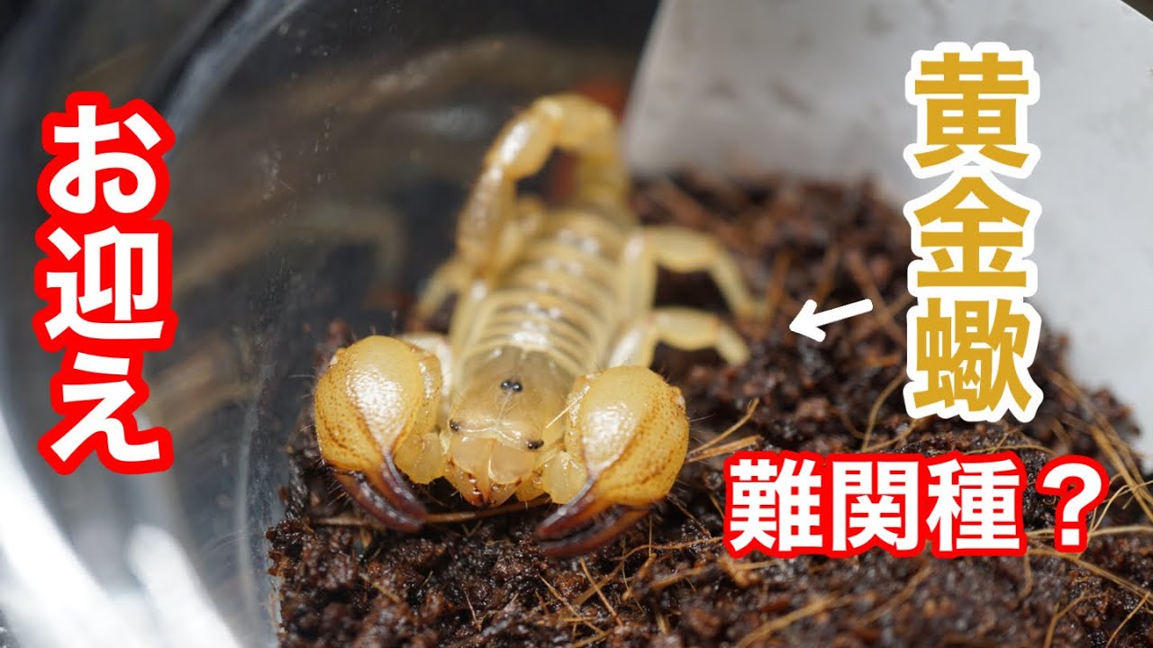 奇虫飼育 難関種と言われている砂漠に住むサソリを飼育します イスラエルゴールデンスコーピオン Youtube
