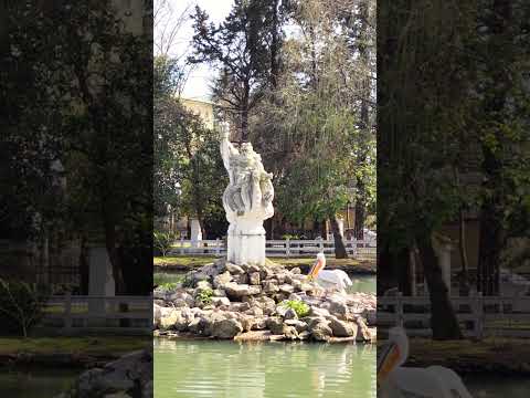 Нижний Дендрарий Сочи — ПЕЛИКАНЫ #сочисегодня #сочисейчас #дендрарий