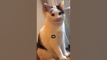 Your Cat is an Entity #shorts