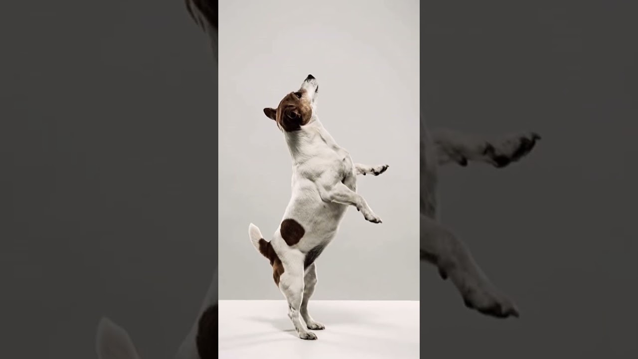 Wallpapers for your phones Jack Russell edition🔥