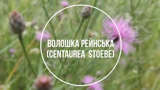 Волошка рейнська - (лат. Centaurea stoebe L.)