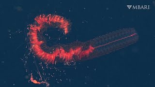 Weird and Wonderful: This spectacular deep-sea siphonophore is a sight to see