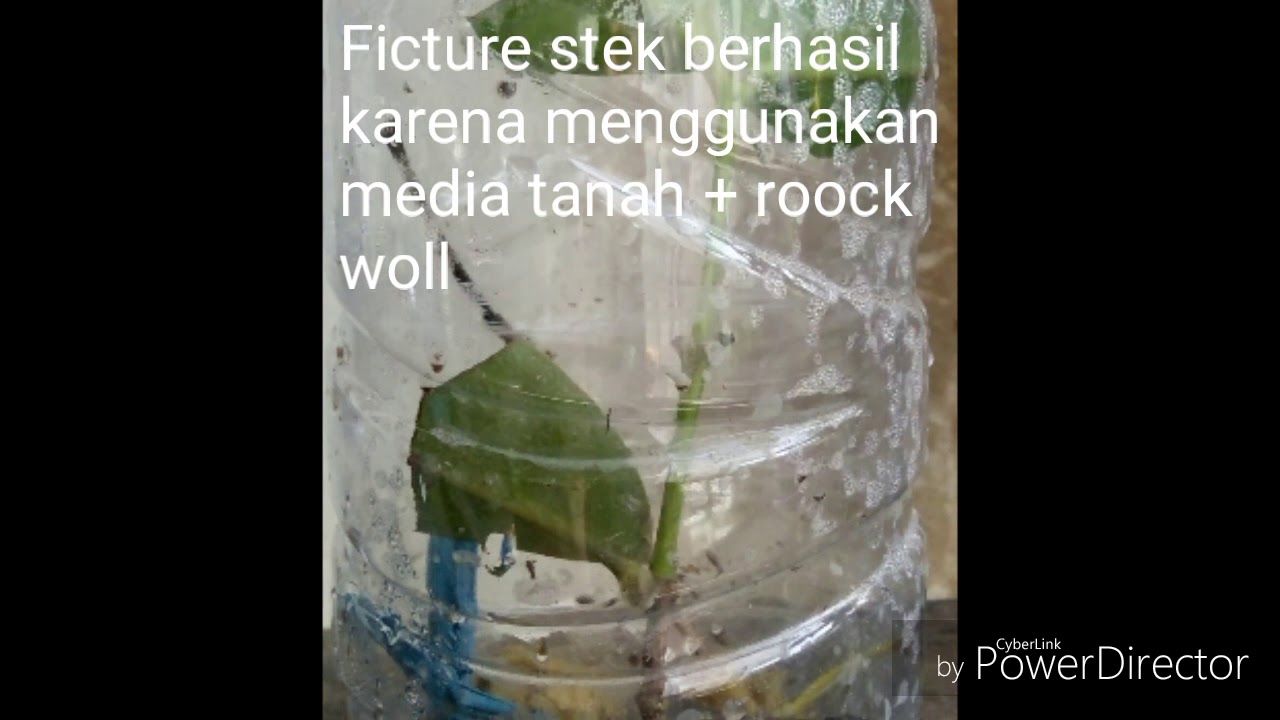 Cek STEK JAMBU AIR dengan media botol agua  bekas hijau 