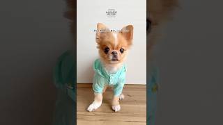 WINDBREAKER（XL.XXL） ウインドブレーカー | MANDARINE BROTHERS