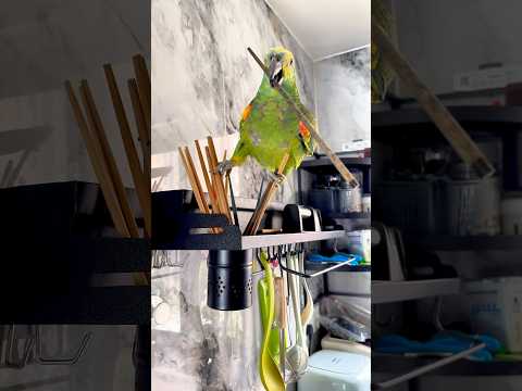 How on earth does an Amazon parrot end up looking like a monkey?!像只猴