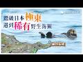 【日本最東端】穿越大霧踏破日本極東 竟然看到難得一見的野生海獺|納沙布岬・根室