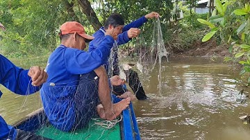 Ra Sông Vàm Sáng Vịnh Tre Giăng Lưới Dính Toàn Cá Dảnh Bự.Góc Làng Quê TV88