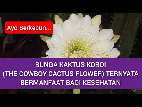 Video: Apa Yang Mencegah Kaktus Mekar?