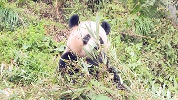 17 giant pandas return to China from overseas in 2023