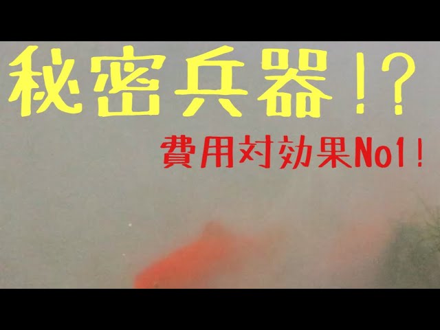 ヤフオク金魚は危険 金魚にウオジラミ Youtube