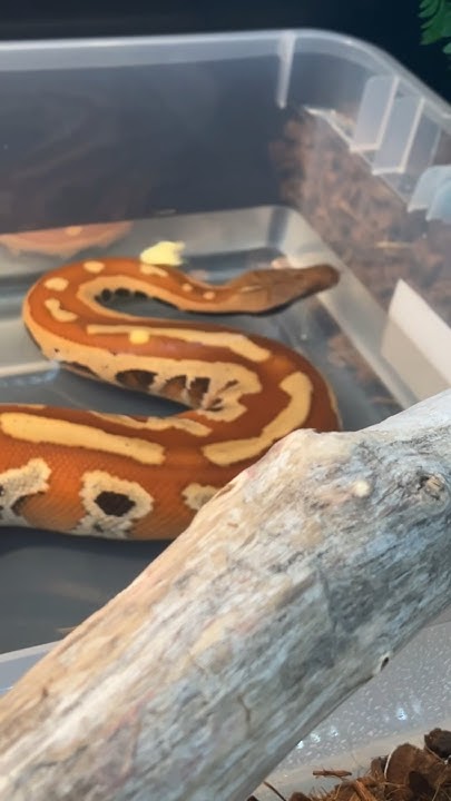 Enclosure Remodel for my Blood Python, Brock. He loves to soak. # ...