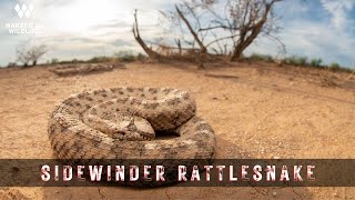 10+ Rattlesnakes in 24 Hours!!! Herping Arizona