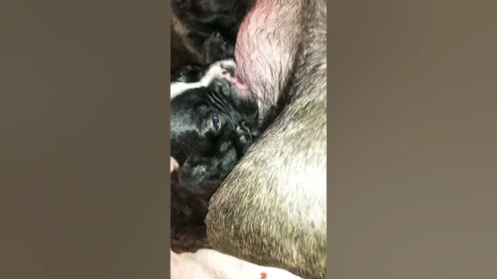French bull dog puppies hungry again #part 2 - DayDayNews