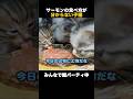 サーモンの食べ方が分からない子猫