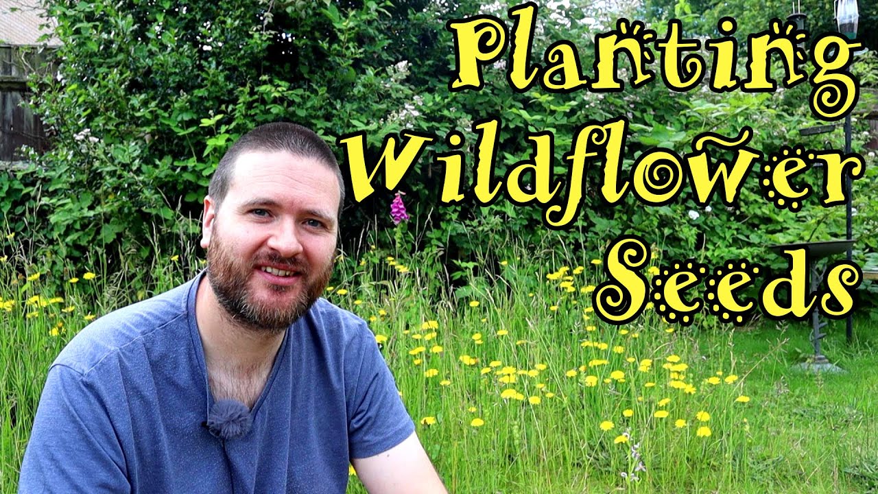 How To Grow Wildflowers From Seed