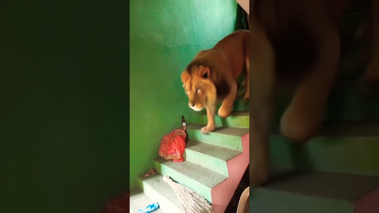 lion attack 😱😱