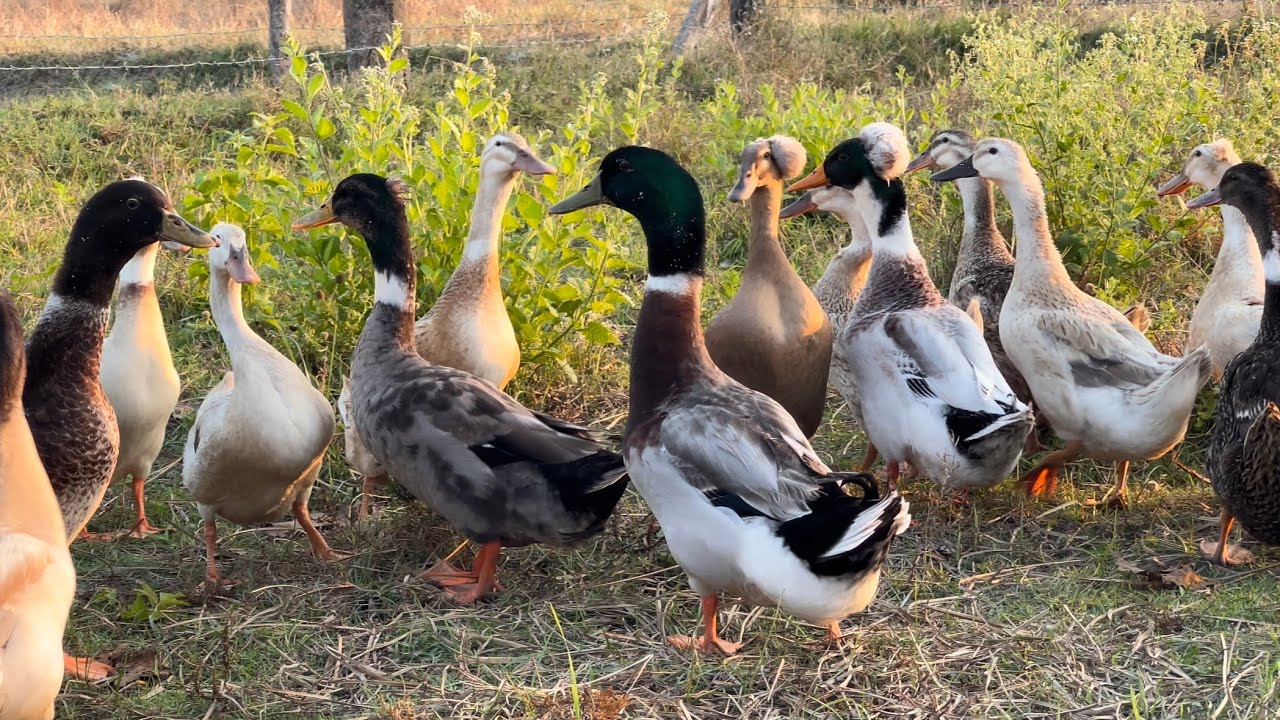 เป็ดมัลลาร์ด #เป็ดจุก #Mallardducks #Crested Duck เลี้ยงง่ายทนโรคไห้ไข่เร็ว  Ep.27 Mongkol Farm🦆🌿✨ - Youtube