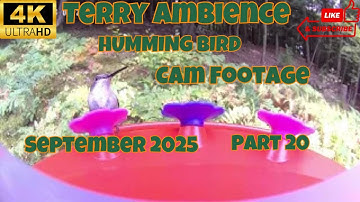 4k Humming Bird Cam Footage September 2025 Part 20