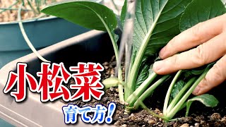 #3.小松菜の育て方【プランター】いよいよ収穫！【家庭菜園】