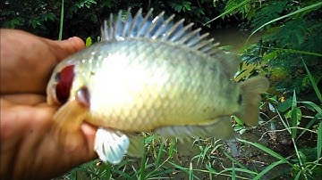 Câu cá Rô. cần thủ gặp kích thủ bỏ chạy mất dép| GÒ CÔNG TV