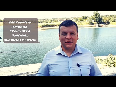 Видео: Как сделать домашний увлажнитель для змеиного шкафа