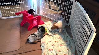 Ruby/Andros Pups 2024 -  7 Weeks