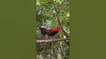 gà rừng mã đỏ gáy cực phê.qaib qus qua zoo