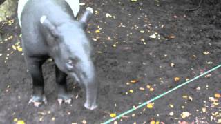 Tapir Zoo Antwerpen Deel 1