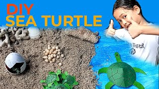 Tutorial membuat Diorama Siklus Kehidupan Kura-Kura - DIY Sea Turtle Life Cycle