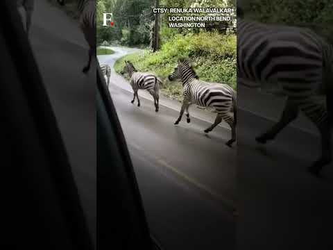 Watch: Zebras on the Loose in Washington | Subscribe to Firstpost