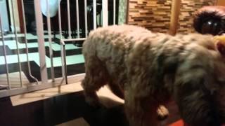 Big dog squeezes through small gate by Paulina0618 530 views 9 years ago 20 seconds