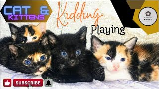 | Funny Moments of Cute Kittens | Cute Kittens Kidding Playing Fighting | Cutest Baby Kittens |