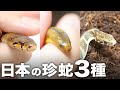 【毒蛇も…】日本の超レアなヘビをもらって興奮する蛇ヲタク