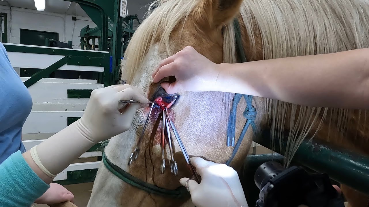 USA - Removing a Tumor from a Horses Eye