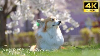 Afternoon walk through Okadama Airport Park in Sapporo, Hokkaido  4K HDR  Japan