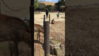 Park reserved for Deers in Japan | Nara park #shorts