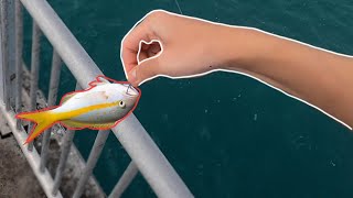 Chadgonefishing Spot? Yellowtail Snapper Fishing Frenzy & Various Species Off Key West Fishing Pier