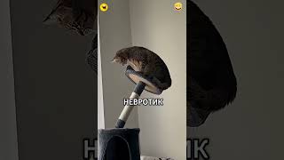 Почему коты любят сидеть высоко? 🧗