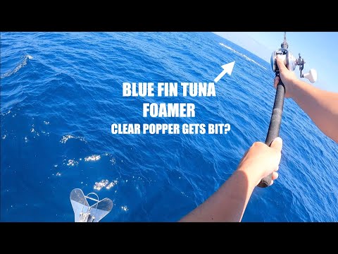 Fishing Local Blue Fin Tuna FOAMERS (VERY FINICKY)