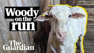 Woody the runaway sheep brought in for first shearing in three years