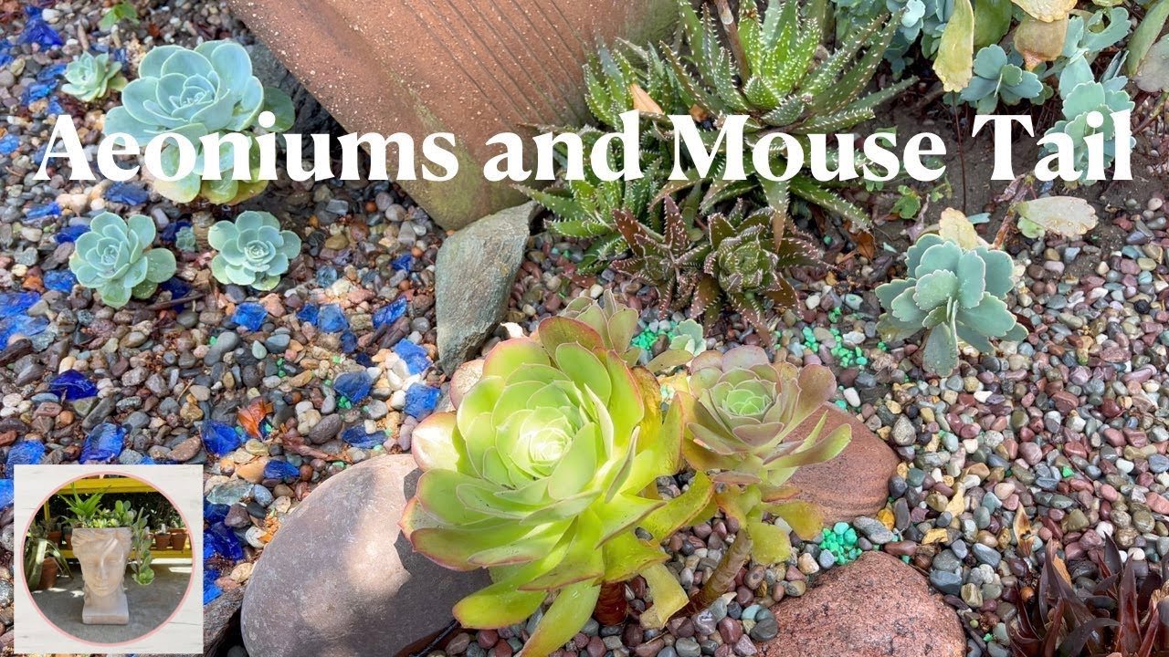 elefantenfu absgen Elefantenfu | Beaucarnea recurvata