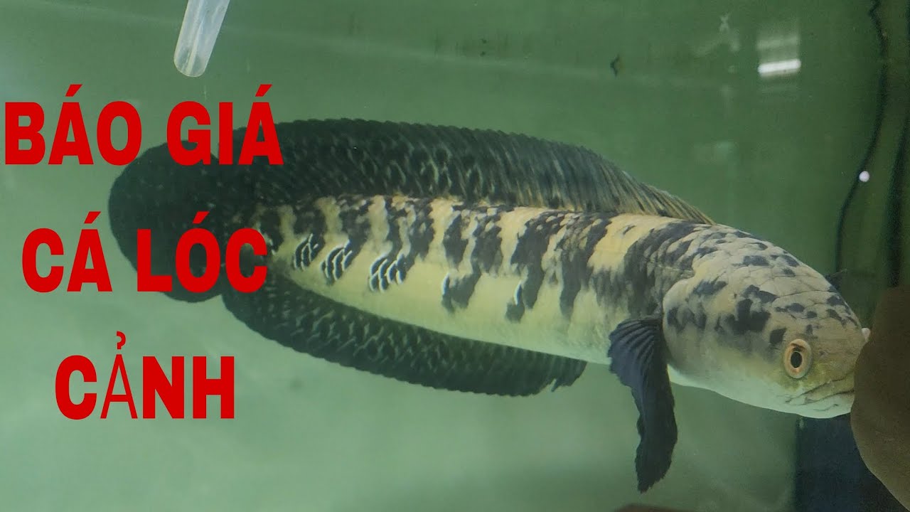 TỔNG HỢP + BÁO GIÁ NHỮNG DÒNG CÁ LÓC CẢNH ĐANG CÓ TẠI TY CHANNA SHOP #channa #tychanna #fish 