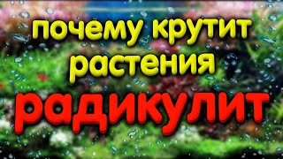 Почему крутит листья, радикулит у аквариумных растений. Как с этим бороться.