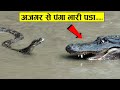 इन छोटे जानवरों ने अच्छे-अच्छों की हवा निकाल दी है | Most Fearless Animals In The World